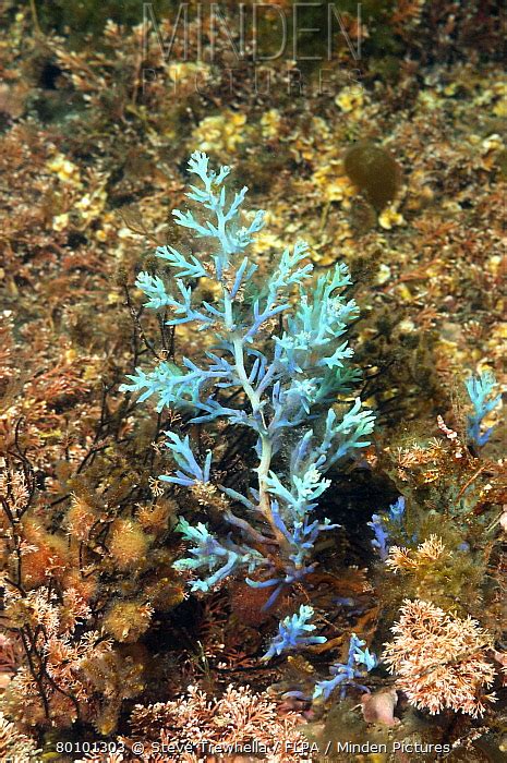 Magic seaweed coos bay